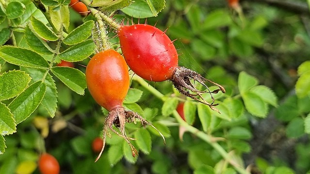 Te Akatarawa Rd, Lake Aviemore