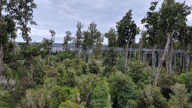 West Coast Treetop Walkway