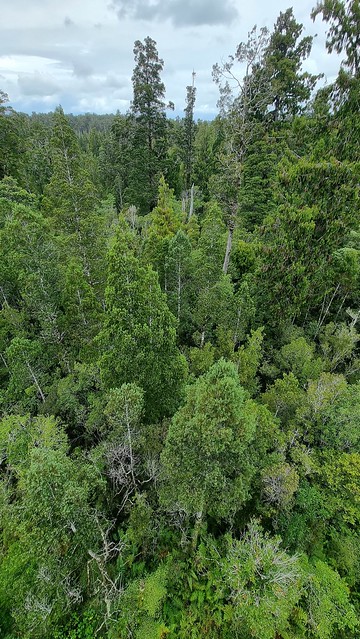 West Coast Treetop Walkway