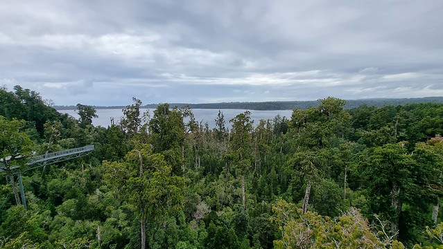 West Coast Treetop Walkway