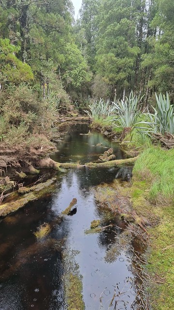 Mahināpua Creek / Tūwharewhare