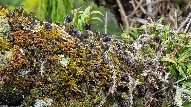 West Coast Treetop Walkway