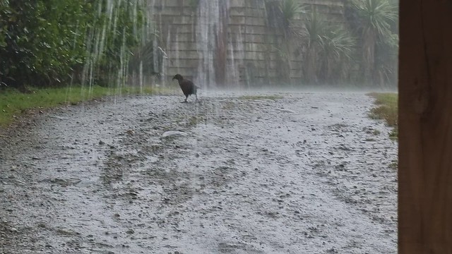 West Coast Wet and Weka | West Coast Scenic Waterways
