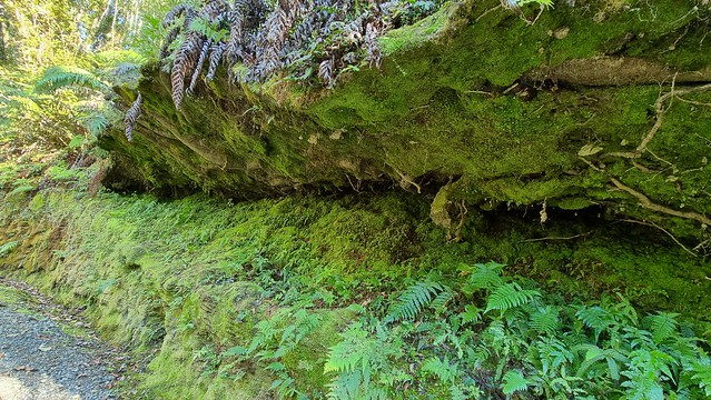 Ross Water Race Walkway overhang