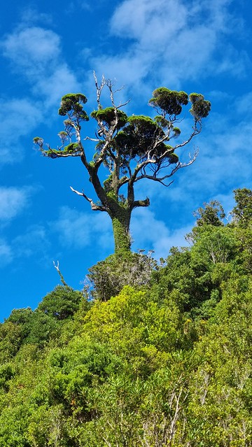Great Coast Road | Punakaiki to Charleston
