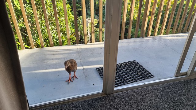 Why you can't leave open doors unattended, Weka!