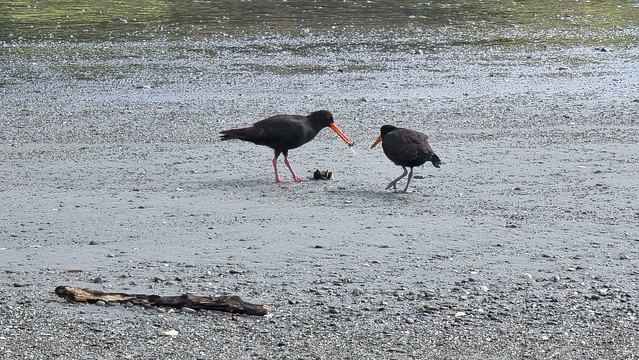 Punakaiki Beach, mussel feast