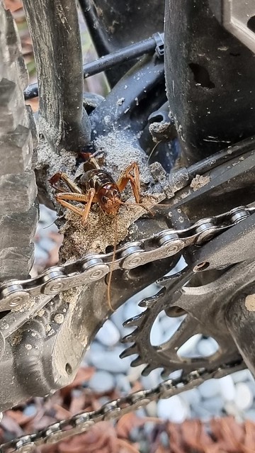 My passenger | NZ Weta