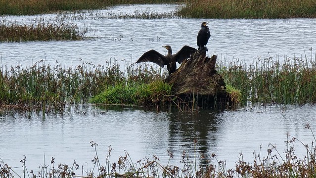 I was not the only one drying washing today
