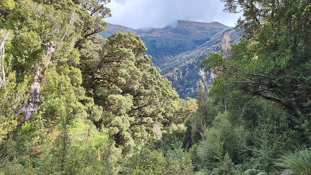 Papāroa Track climb to Ces Clark Hut