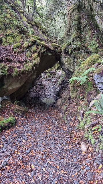 Papāroa Track Moonlight Tops to Pororari Hut