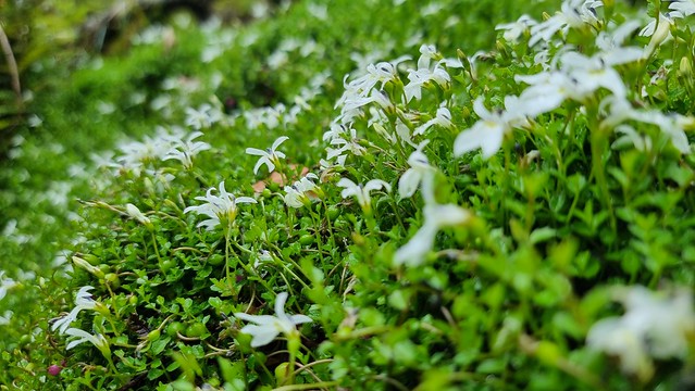 Papāroa Track Pororari Hut to Punakaiki