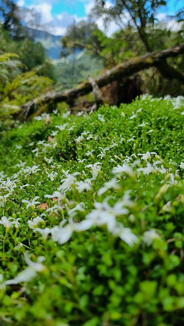 Papāroa Track Pororari Hut to Punakaiki