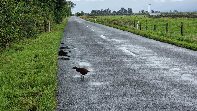 And then a weka crossed the road...