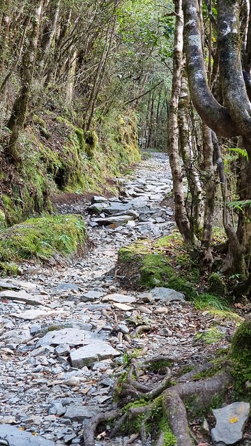 Papāroa Track climb to Ces Clark Hut is rough