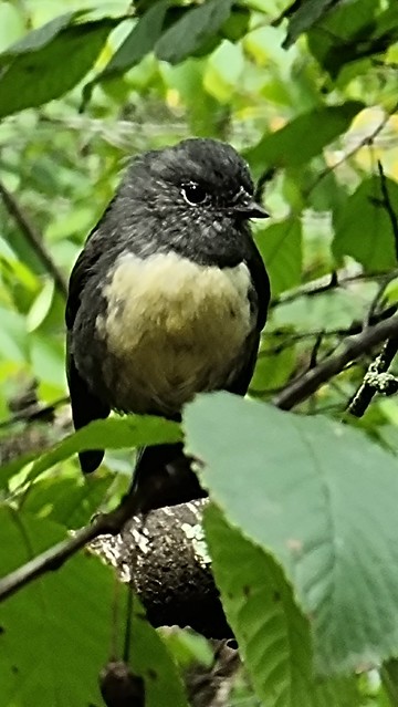 South Island Robin