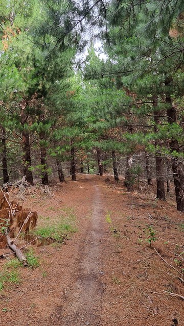 Hanmer Springs Forest Trails