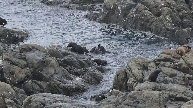 Pups play squabbling :) Ohau Point Seal Colony, Kaikoura Coast