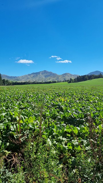 Leslie Hills Road views