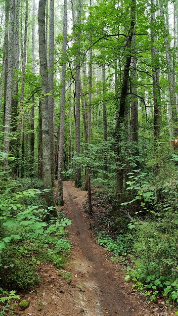 Hanmer Springs Forest Trails