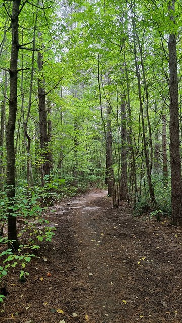 Hanmer Springs Forest Trails
