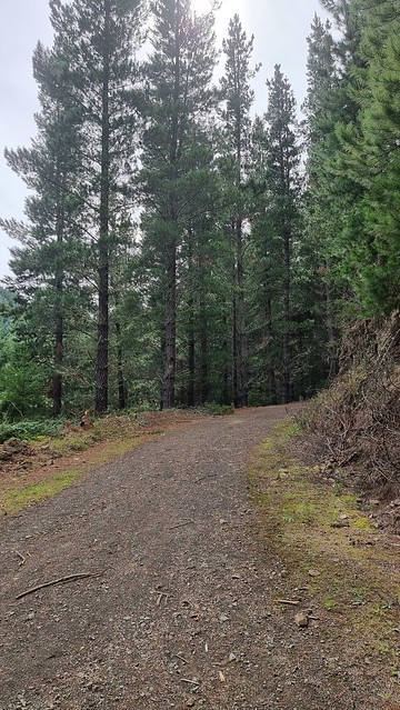 Hanmer Springs Forest Trails