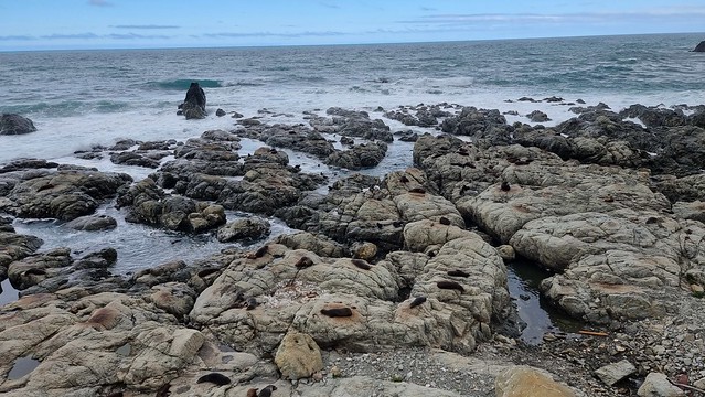 Ohau Point Seal Colony, Kaikoura Coast