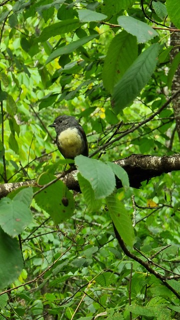 South Island Robin
