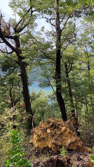 Link Pathway | Queen Charlotte Sound