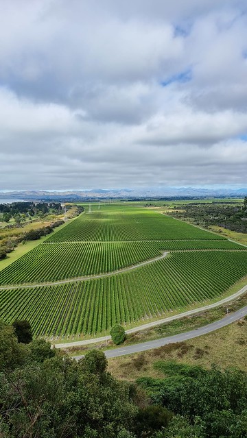 Cloudy Bay vines, Blenheim