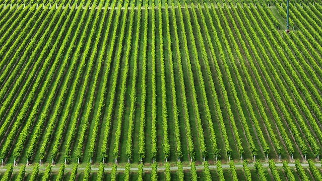 Cloudy Bay vines, Blenheim