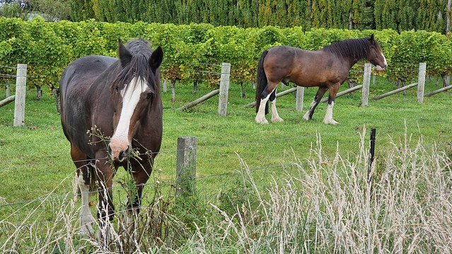 Horses and vines, Blenheim