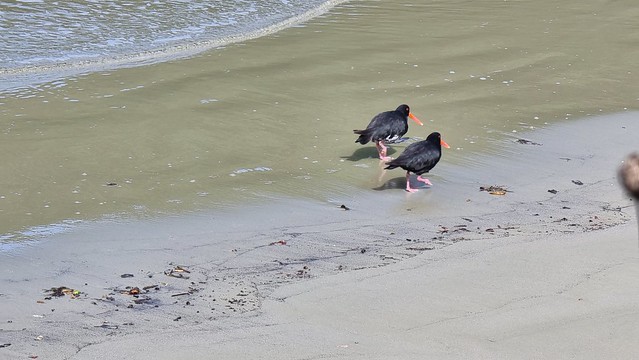 Ocean Beach residents
