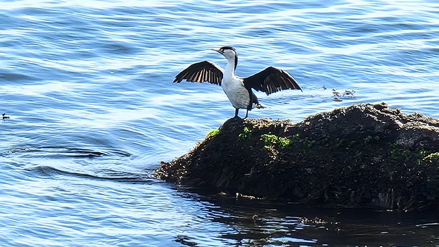 Pencarrow Coastal Trail