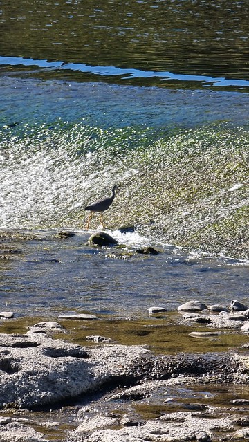 Hutt River Trail, Upper Hutt