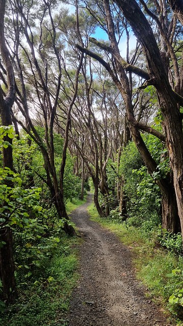 Remutaka Cycle Trail Cross Creek single track