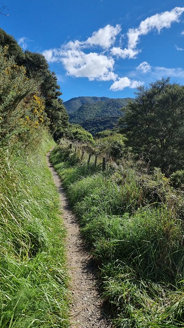Remutaka Cycle Trail Cross Creek single track