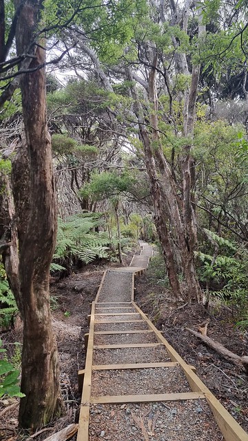Muir Track, Whatipu