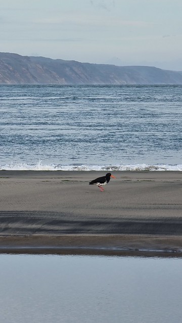 Whatipu Beach Manukau Harbour entrance