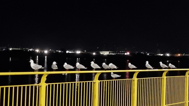 The Big Bike Film Night ride SH16 Path