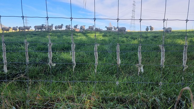Sheep rub, Waikato River Trail