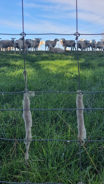 Sheep rub, Waikato River Trail