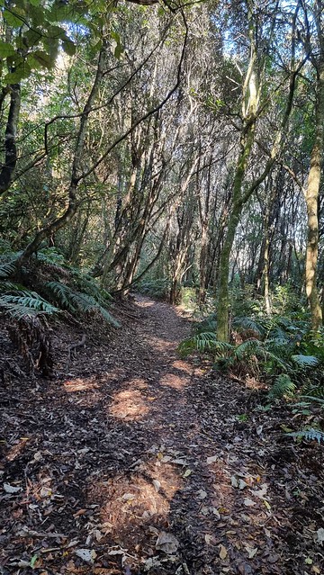 Waihora Trail