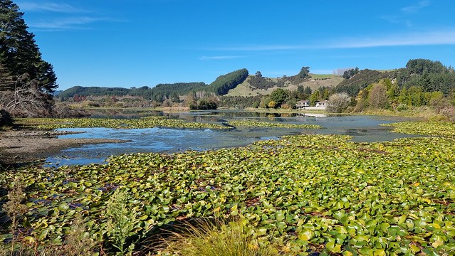 Lake Whakamaru weed