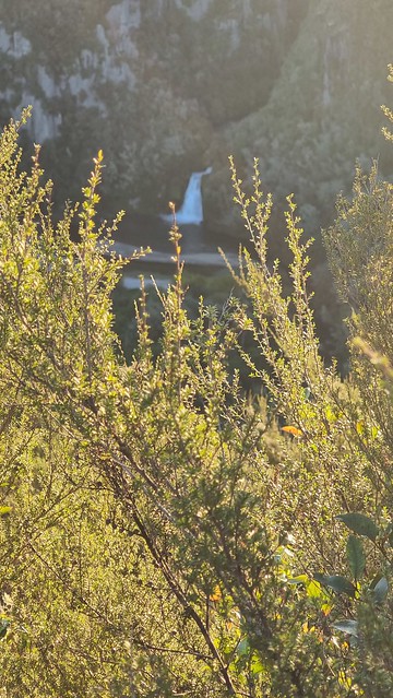 Evening Waihaha Trail