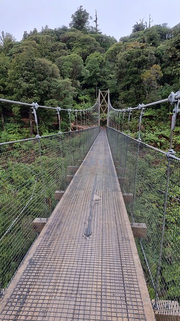 Bog Inn Creek Bridge, Timber Trail, Pureora Forest