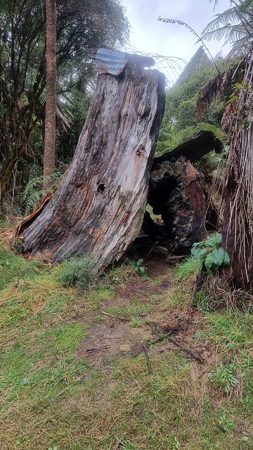 Stump hut, Timber Trail, Pureora Forest