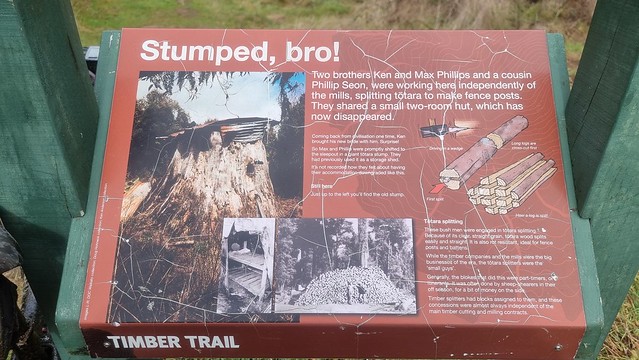 Stumped Bro!, Timber Trail, Pureora Forest
