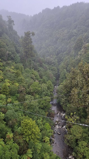 Maramataha Bridge, Timber Trail, Pureora Forest
