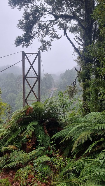 Maramataha Bridge, Timber Trail, Pureora Forest